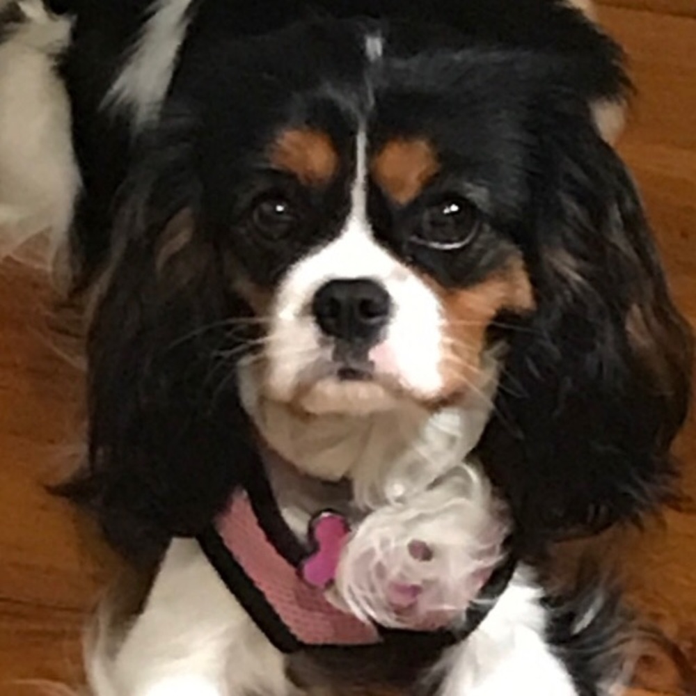 Meet your Posher, Annabelle